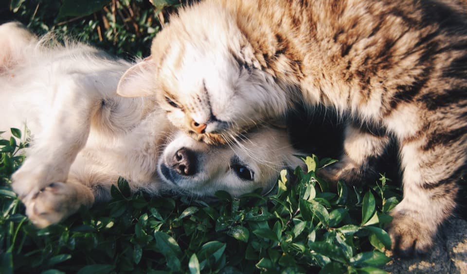 Adoption without the adoption